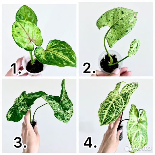 Сингониумы сортовые