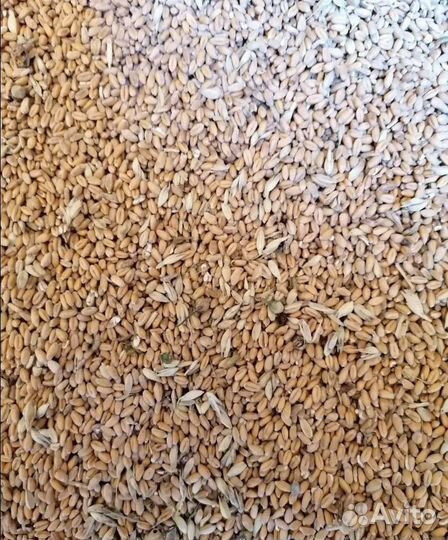 Фасоль, Кормовая кукуруза корма