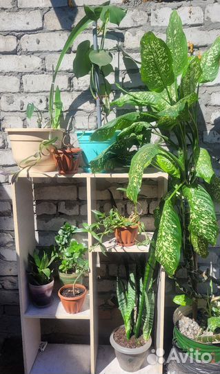 Комнатные цветы