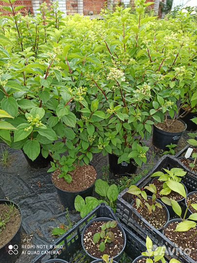 Гортензия саженцы