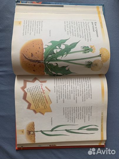 Моя первая энциклопедия