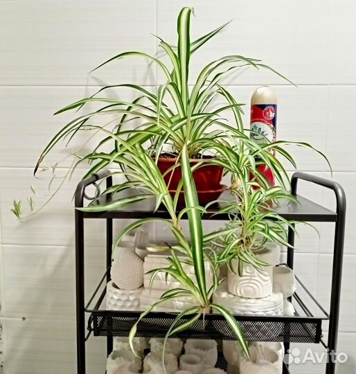 Хлорофитум