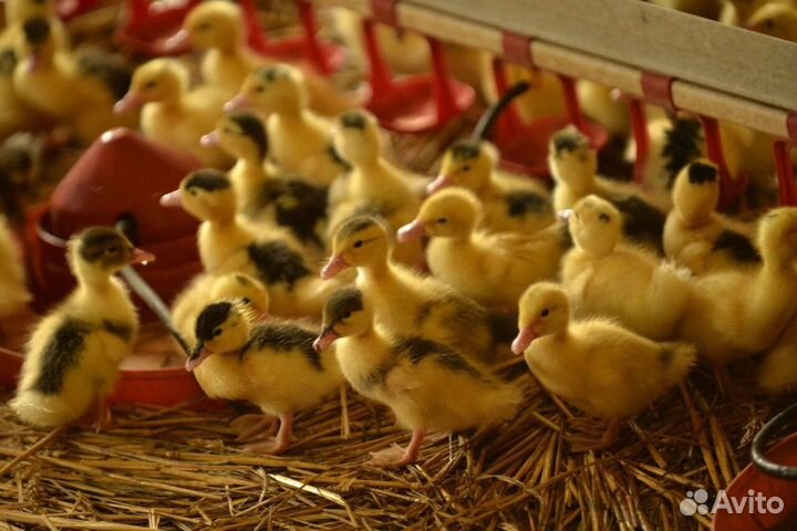 Цыплята, индюшата, гусята, утята и многое другое