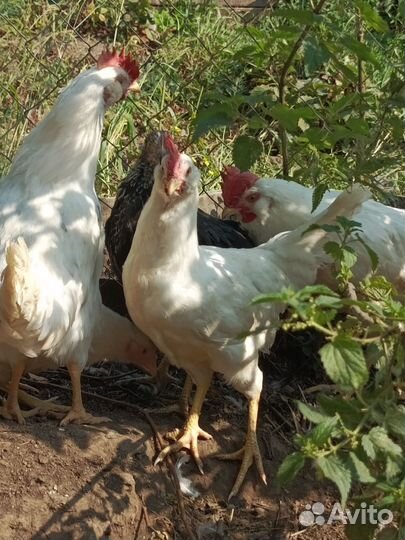 Продаются петухи