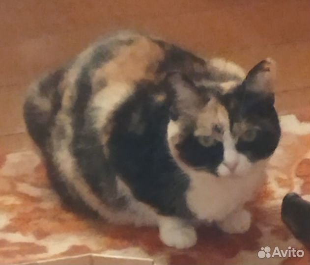 Красивая кошечка