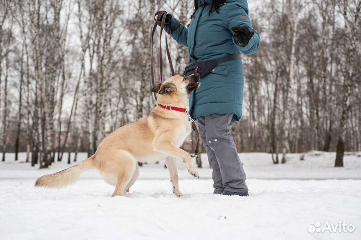 Красавица Ириска ищет дом