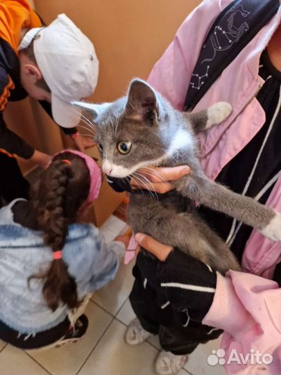 Котенок девочка ищет заботливых хозяев