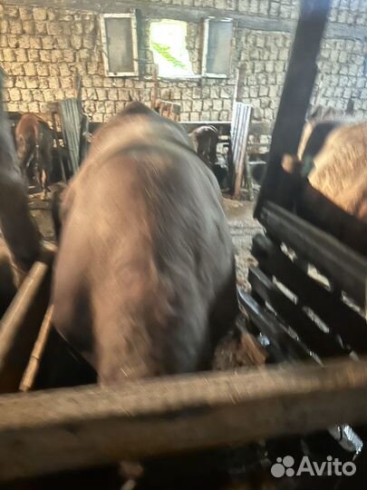 Бычки на мясо