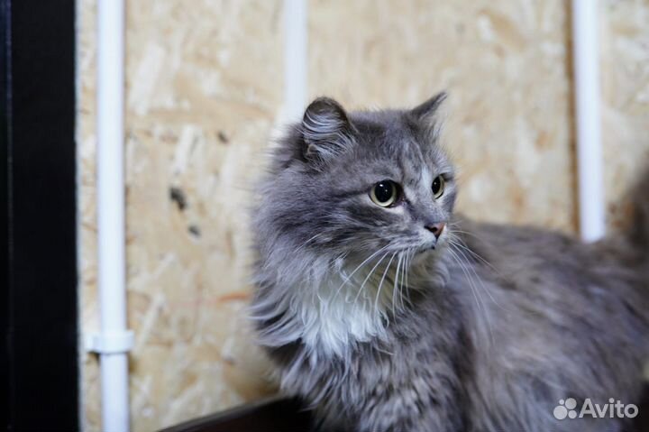 Котик в добрые руки