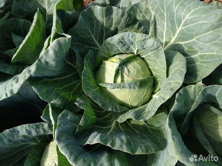 Семена Капусты б/к Примавера F1 Greentime