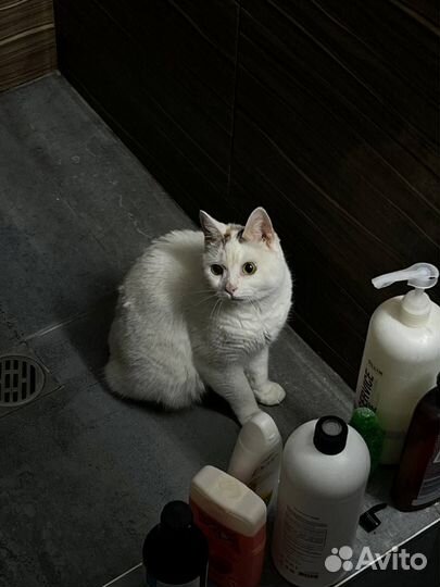 Отдам кошечку