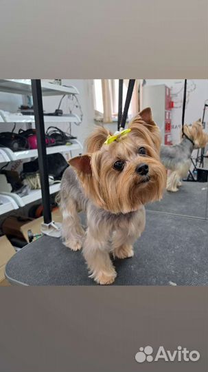 Стрижка кошек и собак