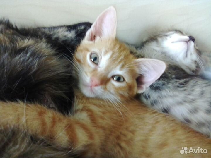 Котёнок (Ниган) - кот