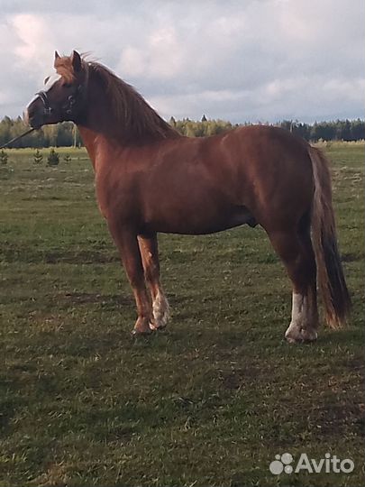 Жеребец Советский тяжеловоз