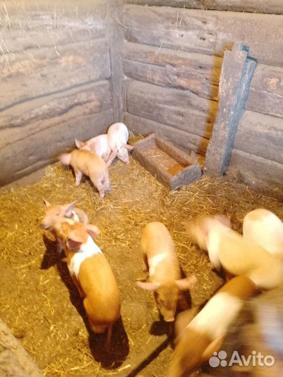 Поросенок ландрас