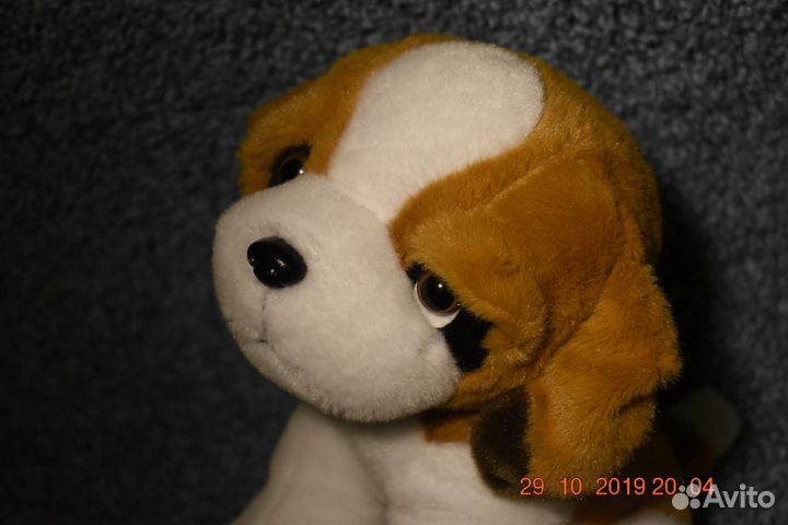 Продам собаку в добрые руки