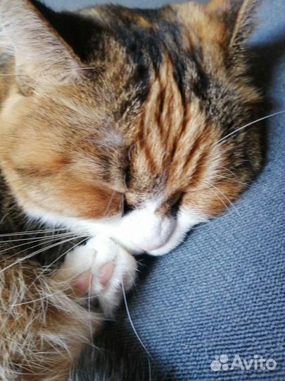 Передержка животных