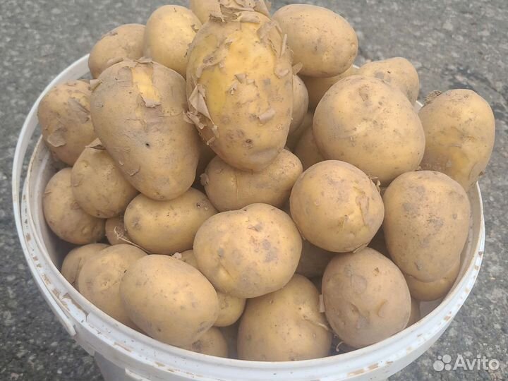 Продам картофель