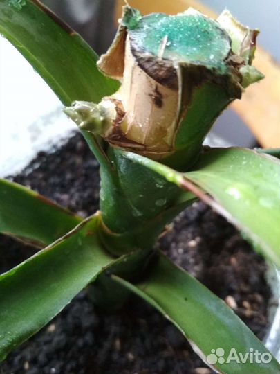 Драцена душистая