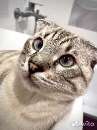 Шотландец вязка