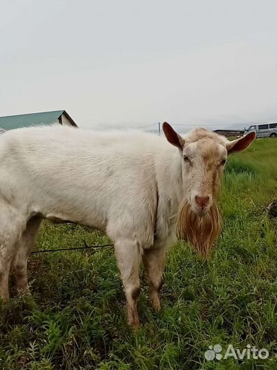 Козёл породистый