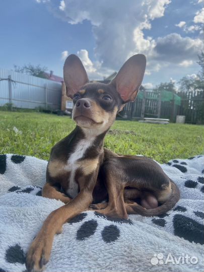 Той-терьер вязка