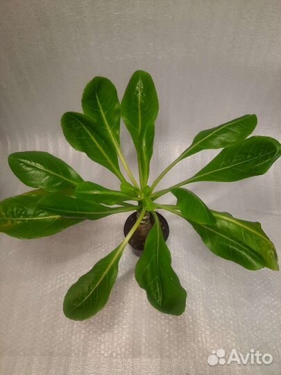 Экзоты: Бригамия, Хамелациум, Альбука, Платицериум