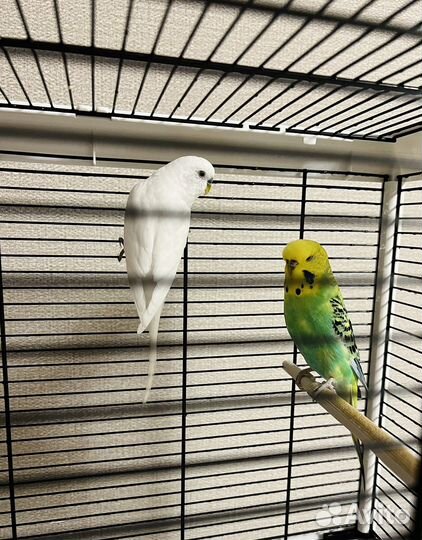 Волнистый попугай