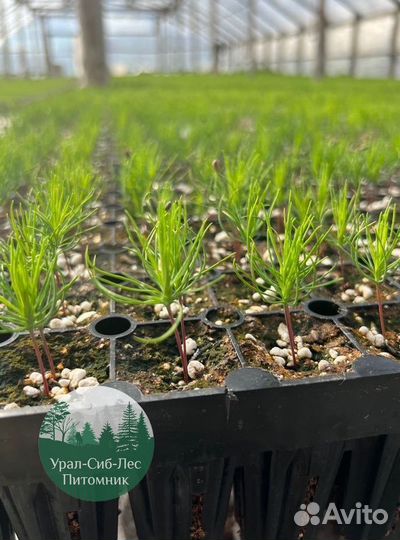 Сосна зкс окс сеянцы Ель Лиственница Голуб Горная