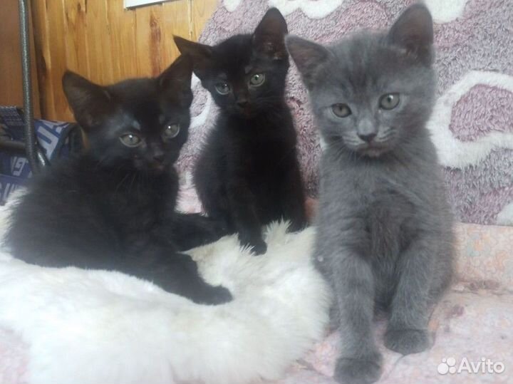 Кошечки -малышки ищут дом