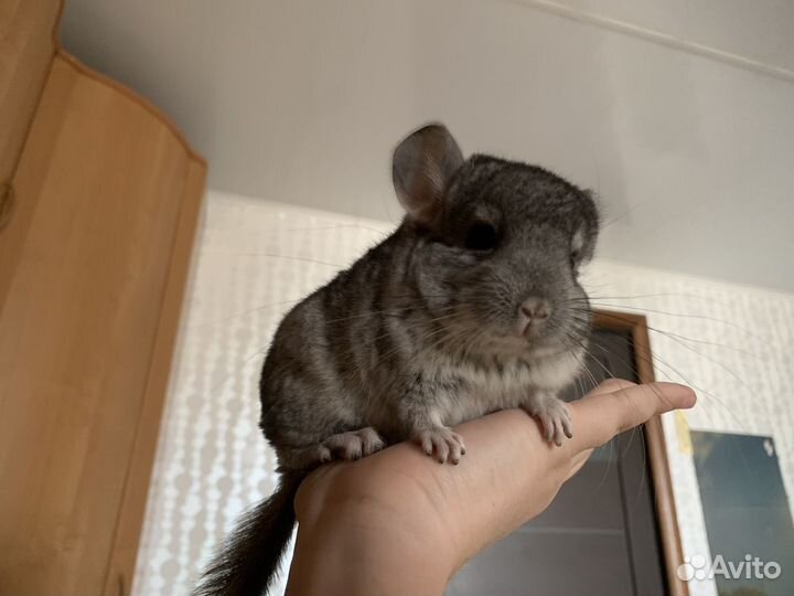 Милая Шиншилла стандарт