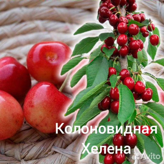 Саженцы Черешни