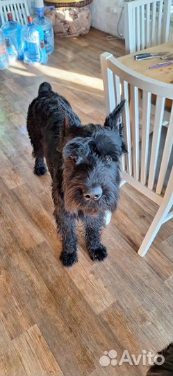 Планируются щенки Ризеншнауцера.Один щенок-30.000