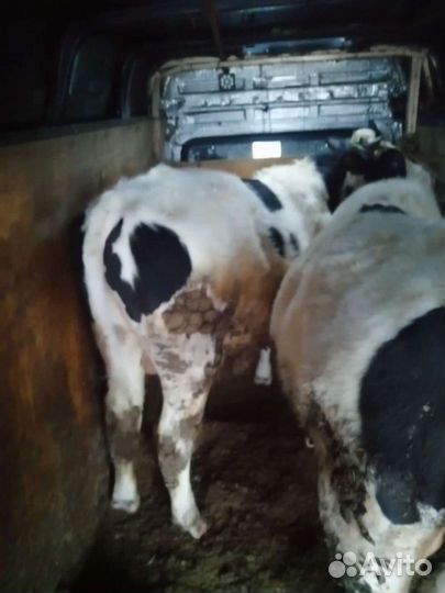 Телята на откорм