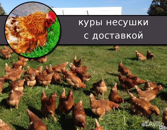 Куры фермерскик