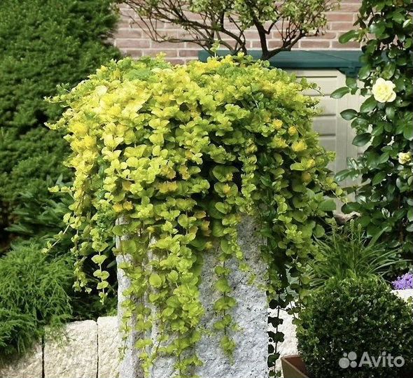 Вербейник монетчатый(лизимахия)