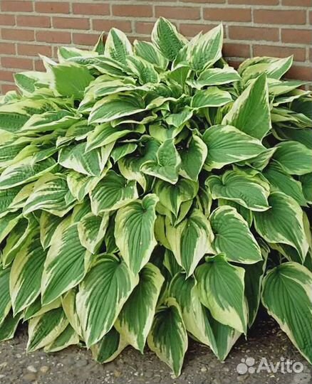 Хоста гибридная Антиох