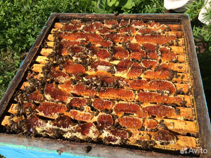 Мед цветочный 2023 года, оптом и в розницу