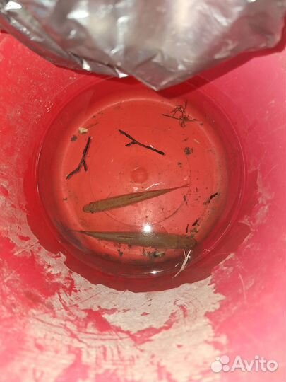 Живец гольян речной