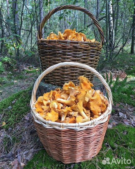 Лисички свежие