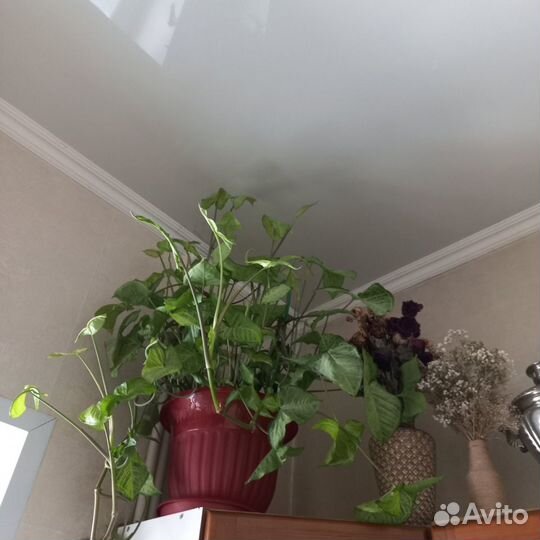 Красавчик Сингониум