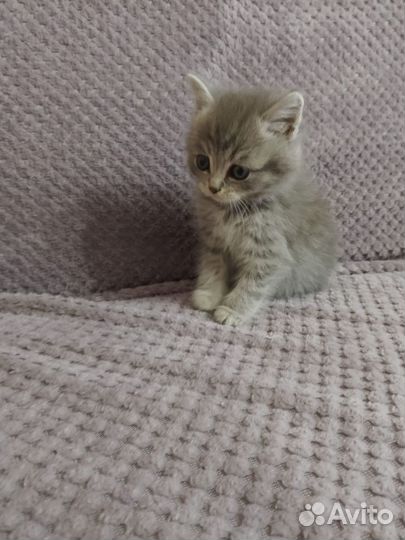 Отдам котят в добрые руки. Осталось 4 котёнка