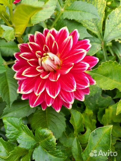 Георгины клубни