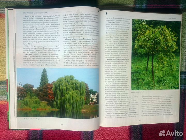 Декоративные композиции сада. Александрова