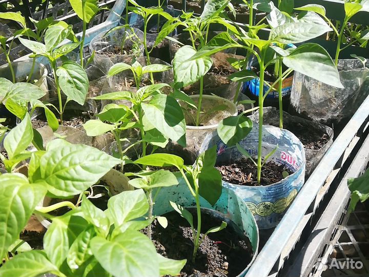 Рассада помидор огурцы перец базелик