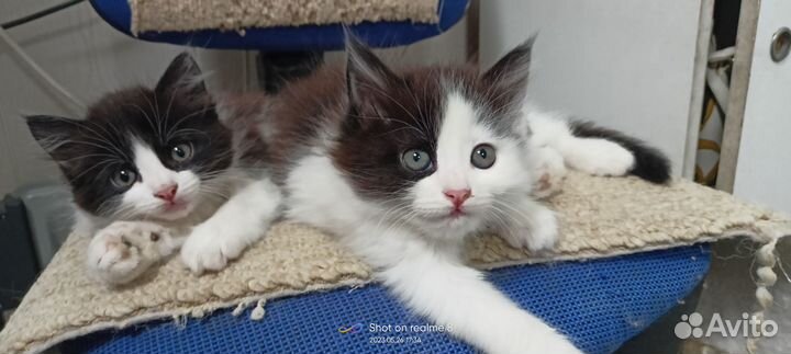 Котята в добрые руки даром