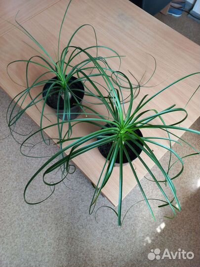 Нолина (Бокарнея)