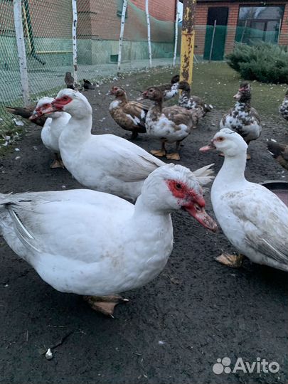 Селезень индоутки на племя