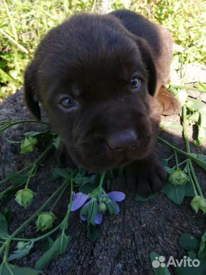 Щенки лабрадора