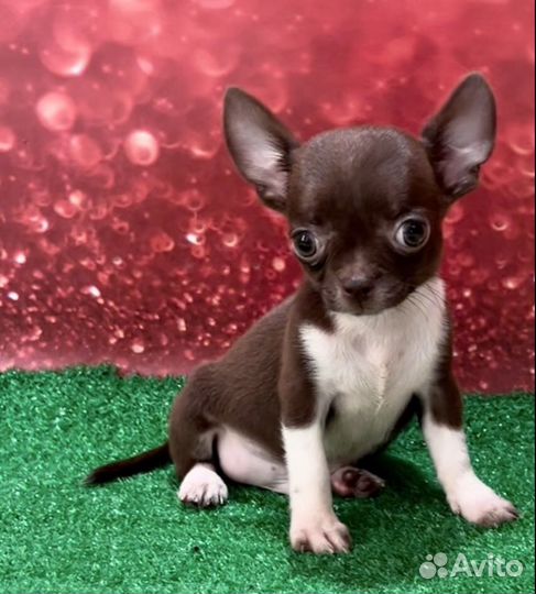 Чихуахуа mini шоколадный, мальчик